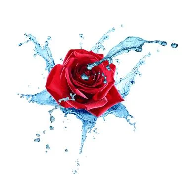 Flower In Water Stock Illustration