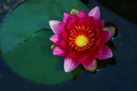 Flower water leaf float green pond red lily pink Stock Photos