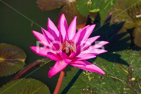 Flower of a water-lily of red (Nymphaea rubra). Southeast Asia Stock Photos