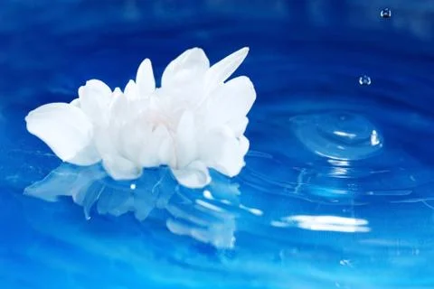 Flower on the water Stock Photos