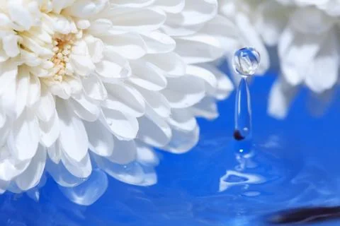 Flower on water Stock Photos