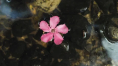 Flower in water of river Stock-Footage 93767710