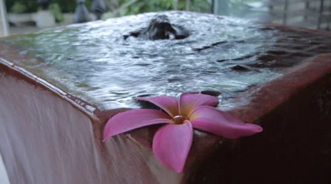 Flower on water surface Stock Footage 59525672