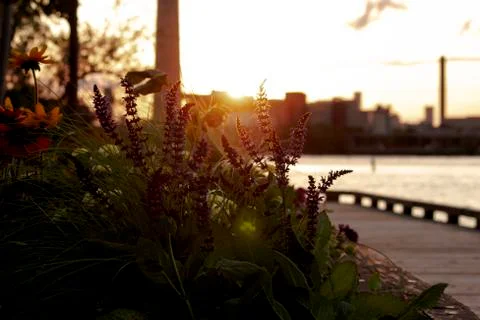 Flower by the waterfront during sunset Stock Photos