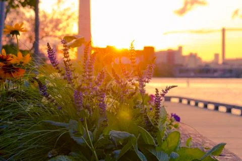 Flower by the waterfront during sunset Stock Photos