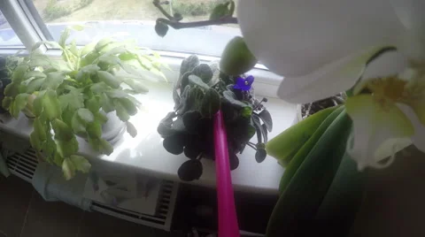 Flower watering on windowsill with can. Camera on can handle 4K Vidéo 53843110
