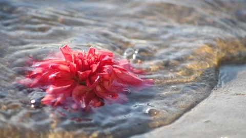 Flower in the waves of the river Stock Footage 141305470
