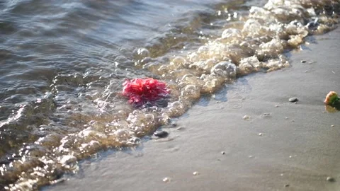 Flower in the waves of the river Stock Footage 141305483