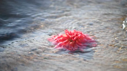 Flower in the waves of the river Stock Footage 141305499