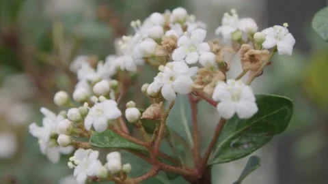 Flower Waving in Breeze Stock Footage 202988980