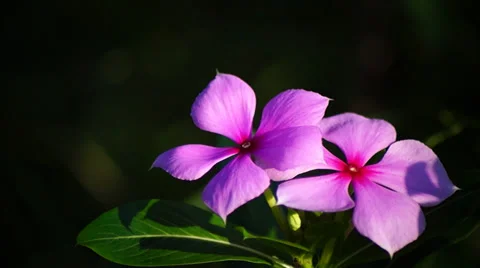Flower waving on dake bakground Stock Footage 36244202