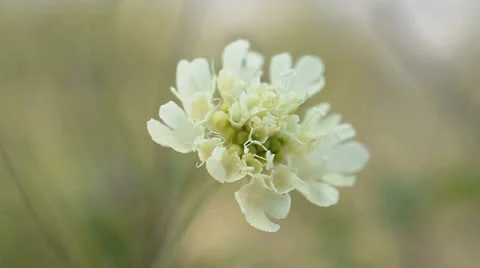 Flower waving on wind Stock Footage 22749522
