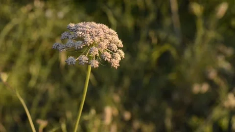 Flower waving in the wind Stock Footage 272630270