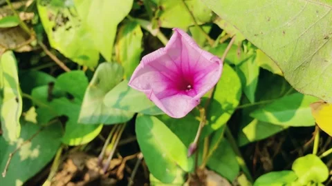 Flower white and green background leaf Stock Footage 224901514