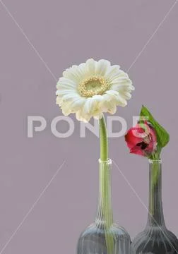 Flower white and red: still life Stock Photos