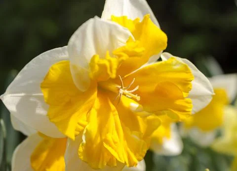 Flower with white and yellow petals of narcissus Split-corona: Collar Stock Photos