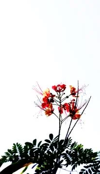 Flower on white background Stock Photos