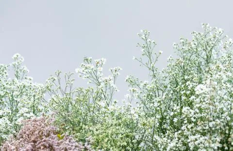 Flower on white background Stock Photos