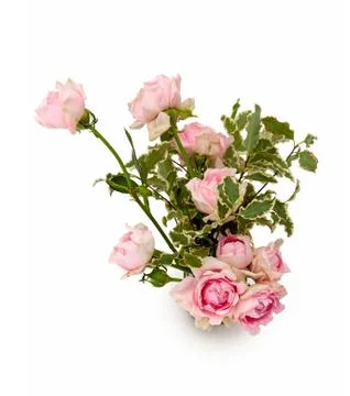 Flower on a white background Stock Photos