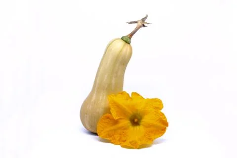 Flower of on white background... Stock Photos