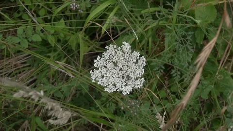 Flower white bug insect little small green life beautiful nature plants zoom Stock Footage 346153827