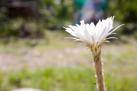 Flower white cactus Stock Photos