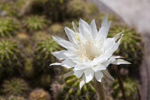 Flower white cactus Stock Photos