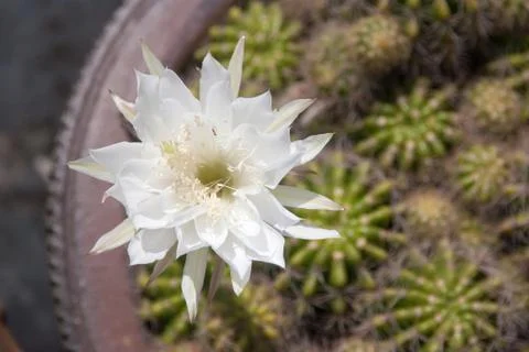 Flower white cactus Stock Photos
