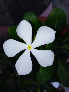 Flower with white colour named Nayantara Stock Photos