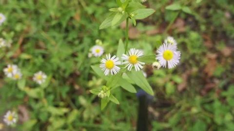 Flower white daisies Video stock 82237950