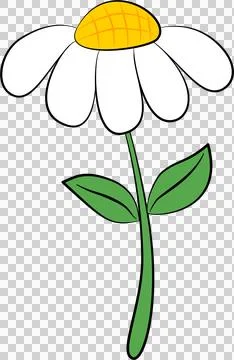 A flower White daisy Stock-Illustration