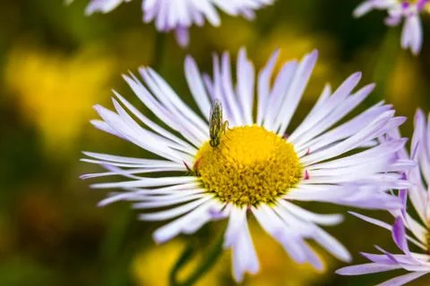 Flower white daisy Stock Photos