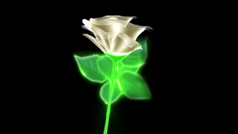 Flower white Stock Footage 262136415
