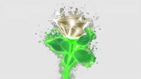 Flower white Stock Footage 262138675