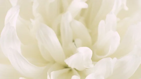 The flower is white on a green screen. Stock Footage 106860267