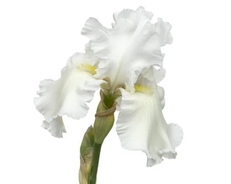 Flower of  white iris close-up, isolated on white background Stock Photos