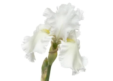 Flower of  white iris close-up, isolated on white background Stock Photos