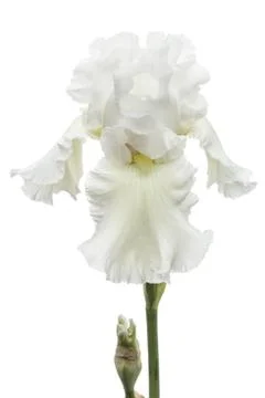 Flower of  white iris close-up, isolated on white background Stock Photos