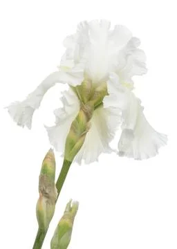 Flower of  white iris close-up, isolated on white background Stock Photos