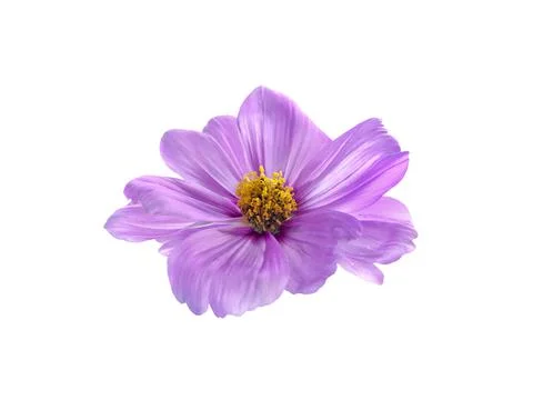 Flower on a white isolated background Foto stock