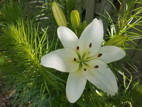 Flower with white petals Stock Photos