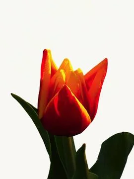 Flower on white Stock Photos