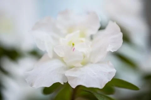 Flower White Фото