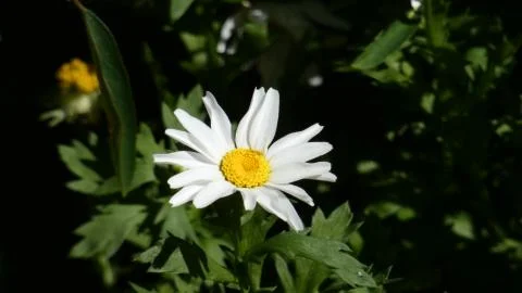 Flower White Stock Photos