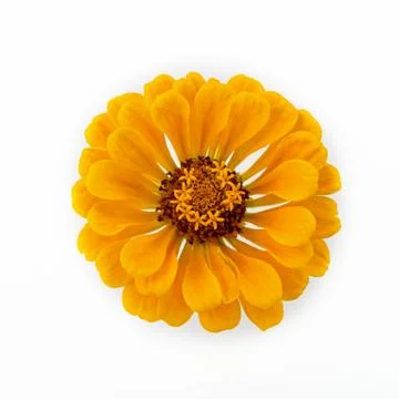 The flower on white. Stock Photos