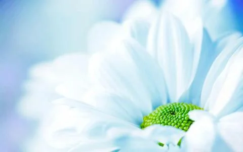 A flower white Stock Photos