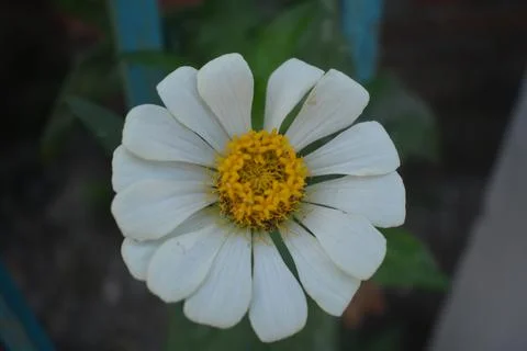 Flower white Stockfoto's