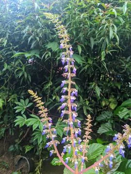 Flower is white Stock Photos