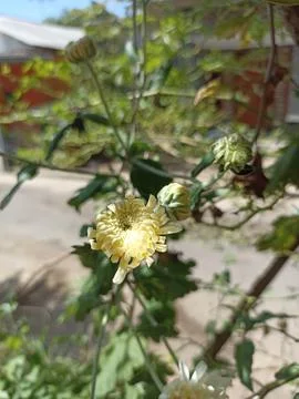 Flower white Stock Photos