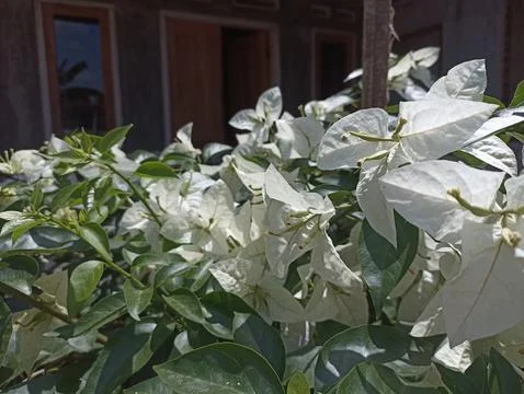 Flower white Stock Photos